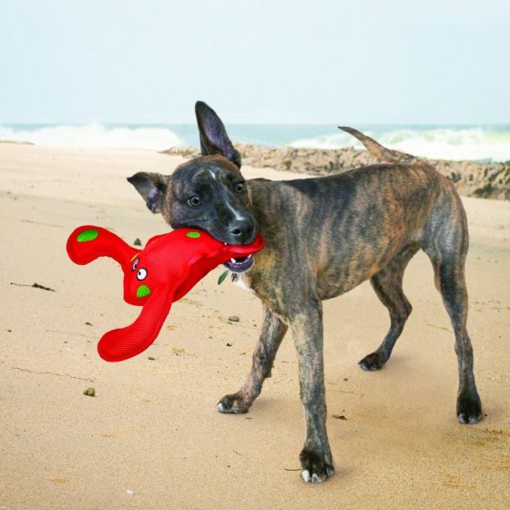 KONG Belly Flops Polvo - Medium