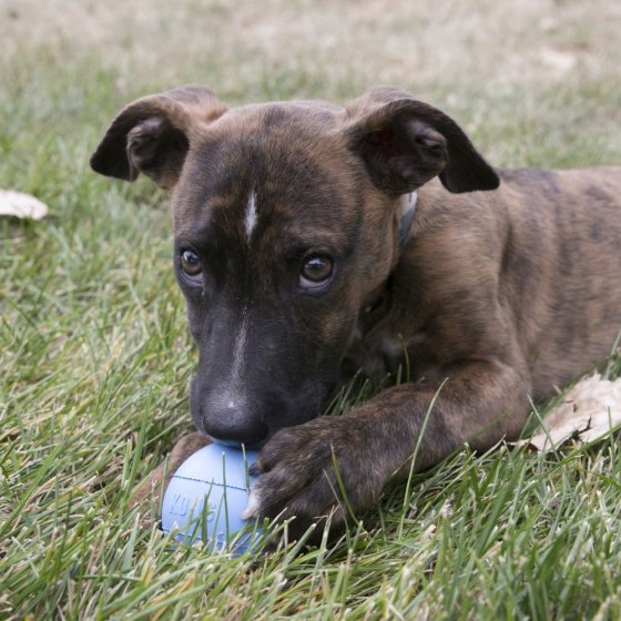 KONG Puppy Ball Hole