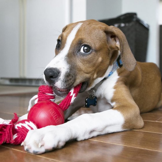 KONG Red Rubber Ball c/ Corda