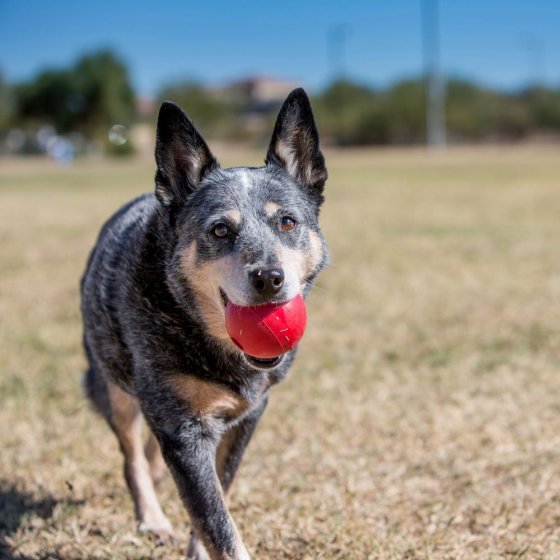 KONG Red Rubber Ball