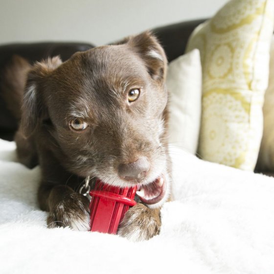 KONG Red Rubber Dental Stick