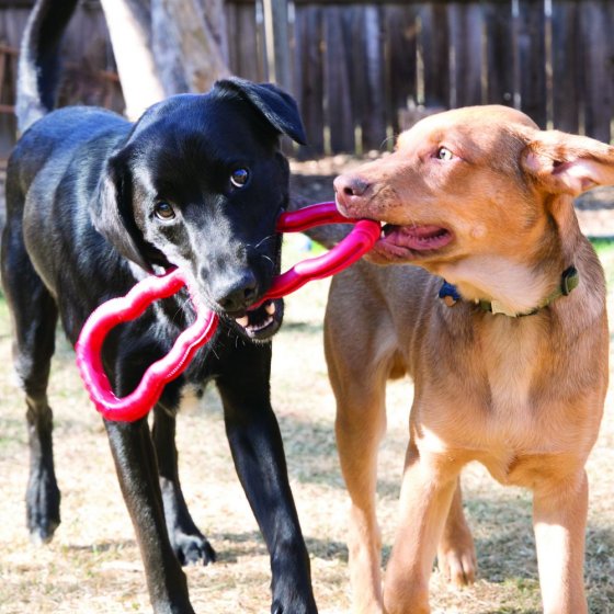 KONG Red Rubber Tug Toy