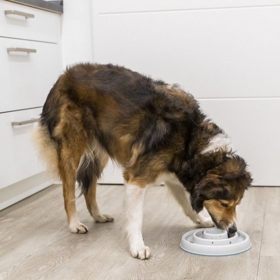 Trixie Gamela Slow Feed em Plástico