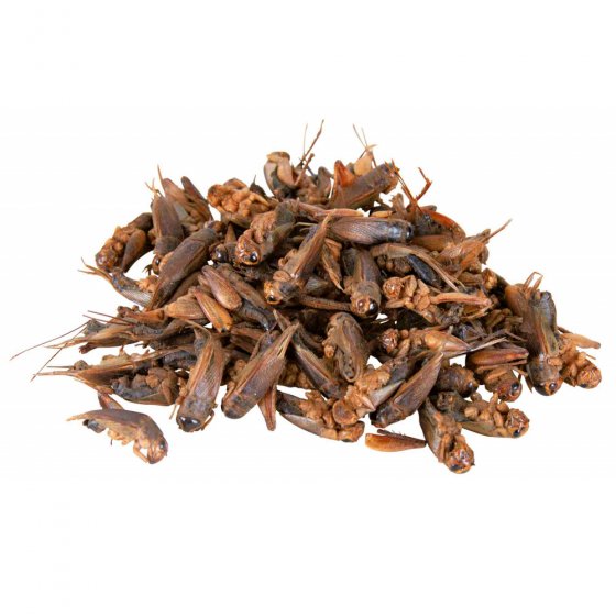 TRIXIE Grilos para Répteis 