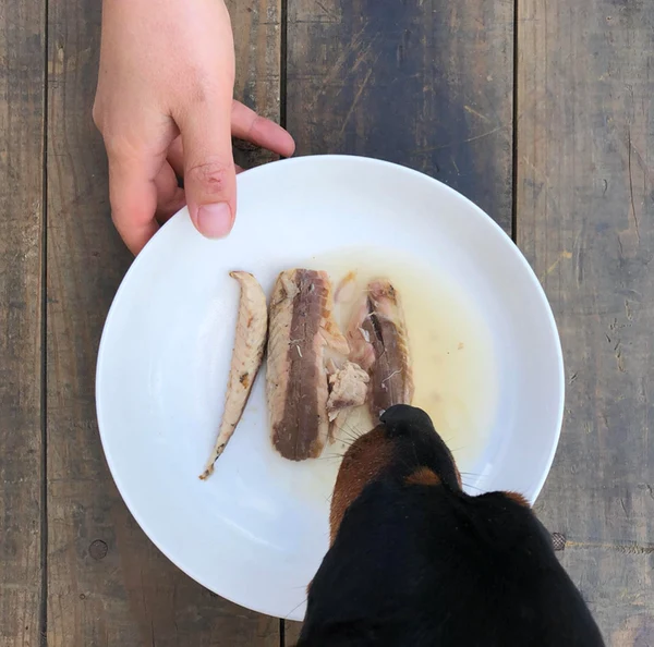 Lata de Filetes de Cavala ao natural da Costa Atlântica 100% natural em conserva para cão - Canumi (Coração e Defesas)