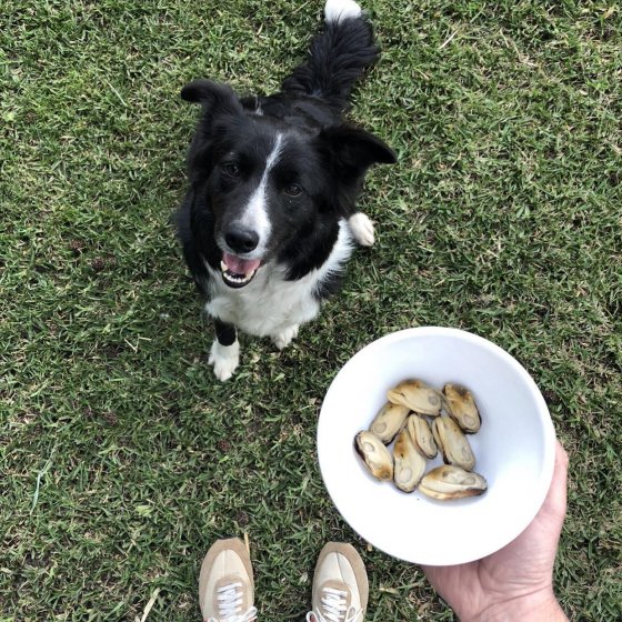 Lata de Mexilhão de Lábios Verdes ao natural 100% natural em conserva para cão - Canumi (Ossos e Articulações)