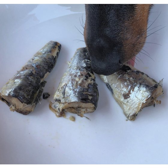 Lata de Sardinhas inteiras ao natural da Costa Atlântica 100% natural em conserva para cão - Canumi (Pele e Pêlo)