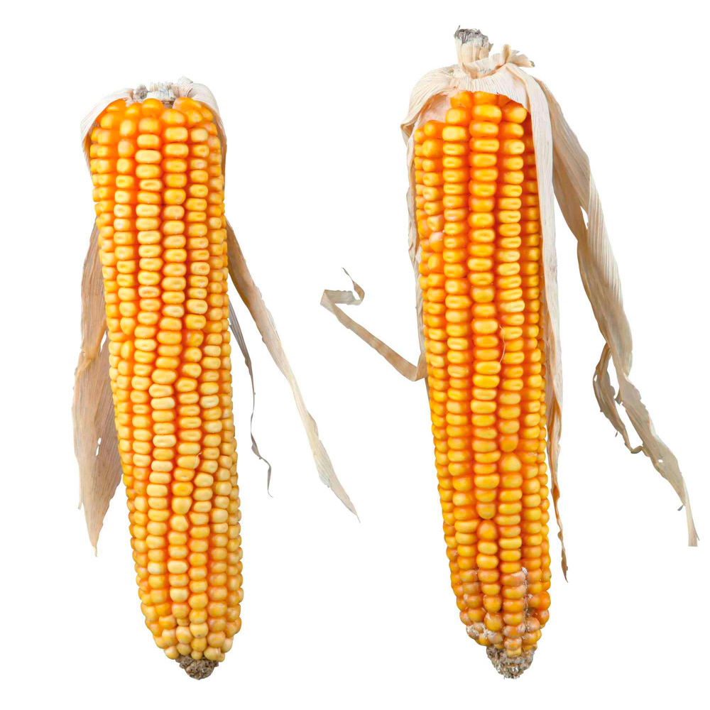 TRIXIE Natur Snack - Espigas de Milho